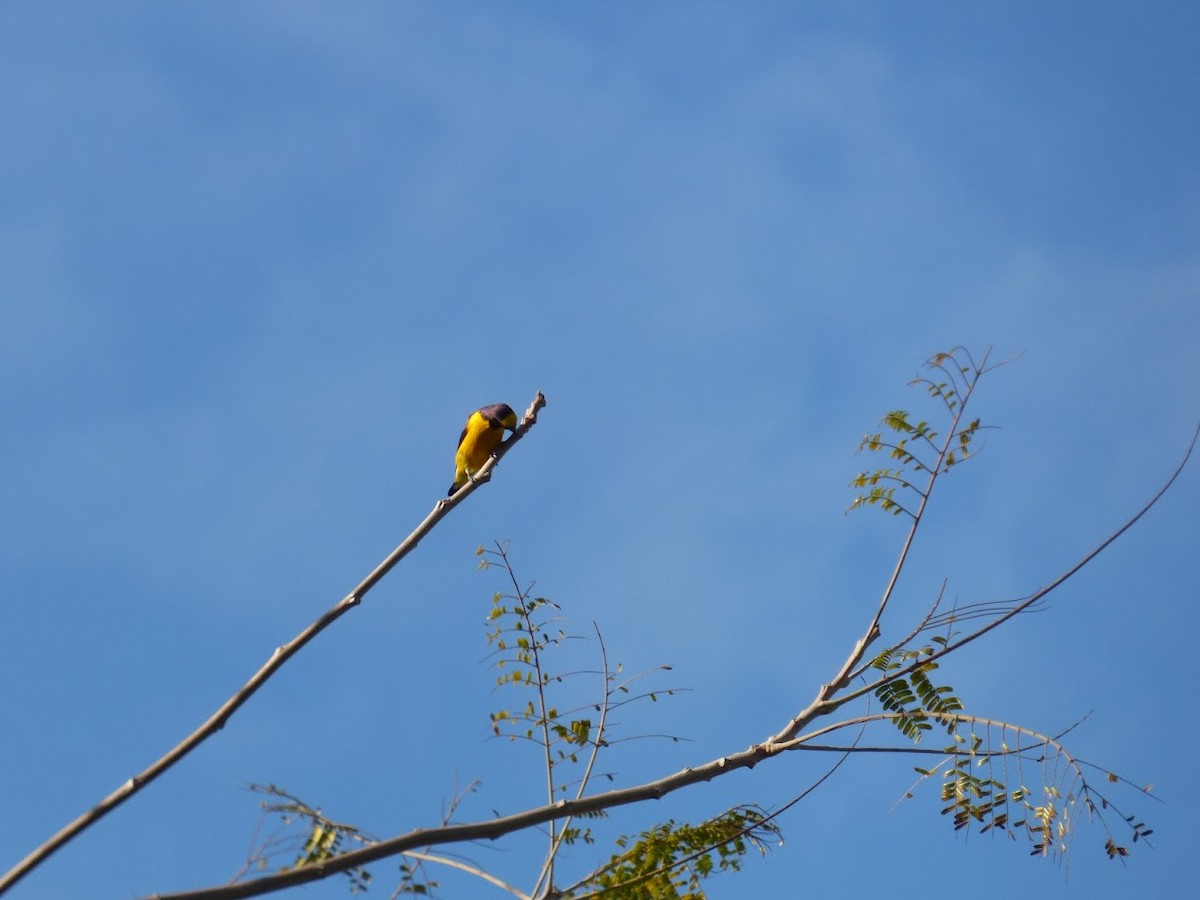 Purple-throated Euphonia - ML645529138
