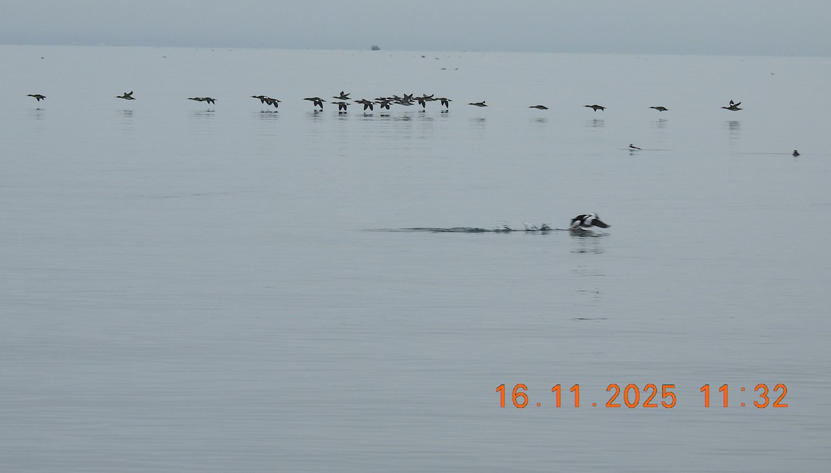 Red-breasted Merganser - ML645529139