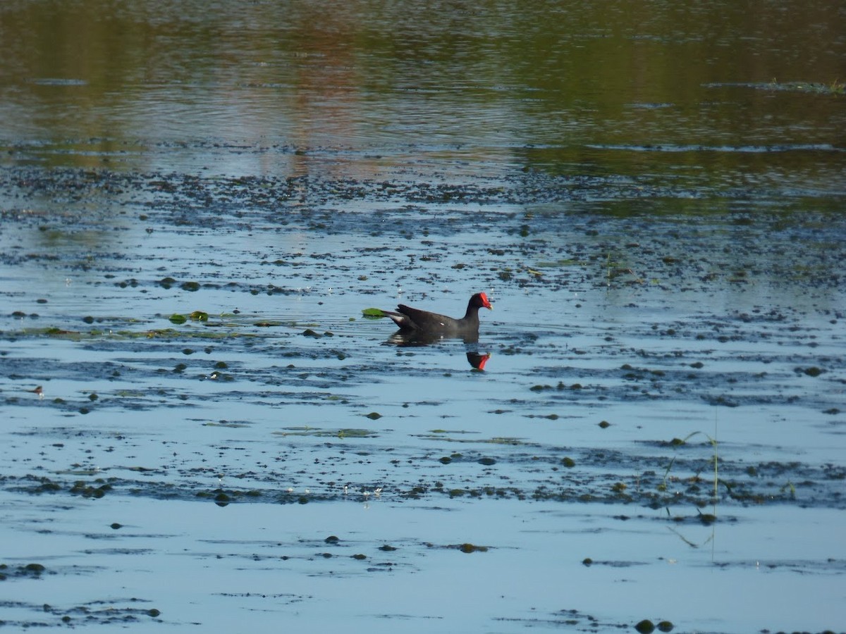 Common Gallinule - ML645529142