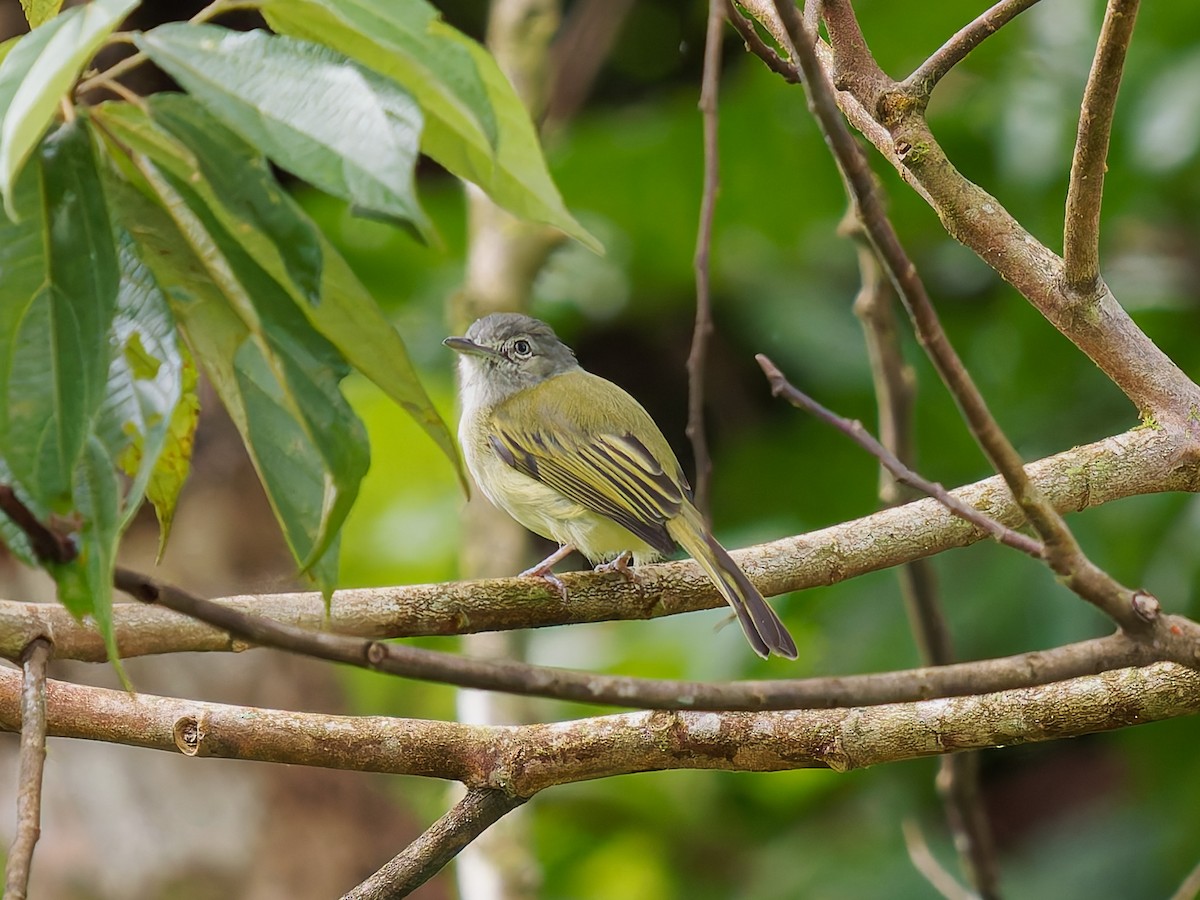 Yellow-olive Flatbill - ML645529143