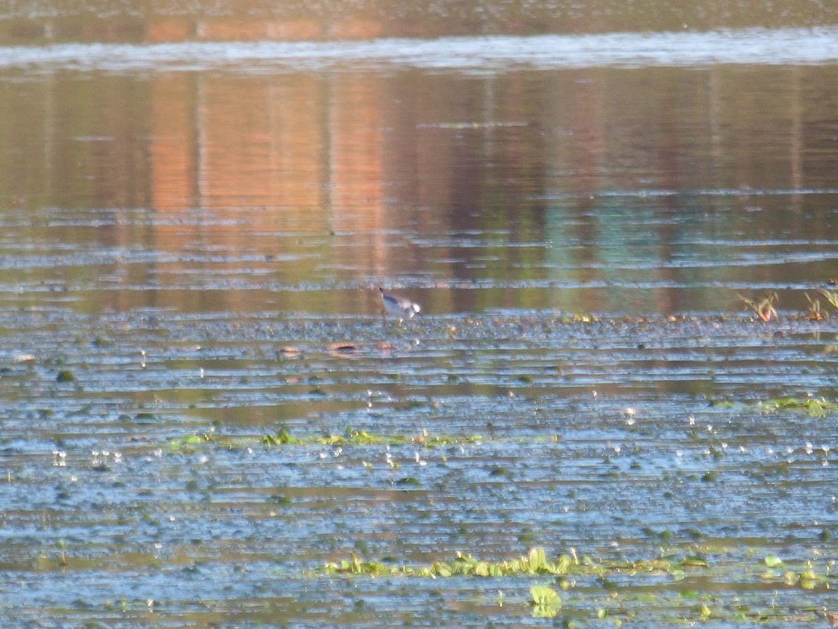 Wilson's Phalarope - ML645529144