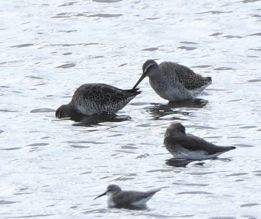 Long-billed Dowitcher - ML645529146