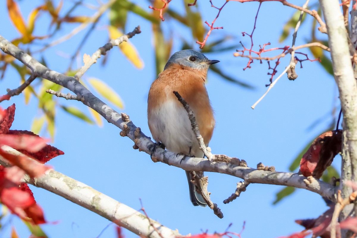 Eastern Bluebird - ML645529149