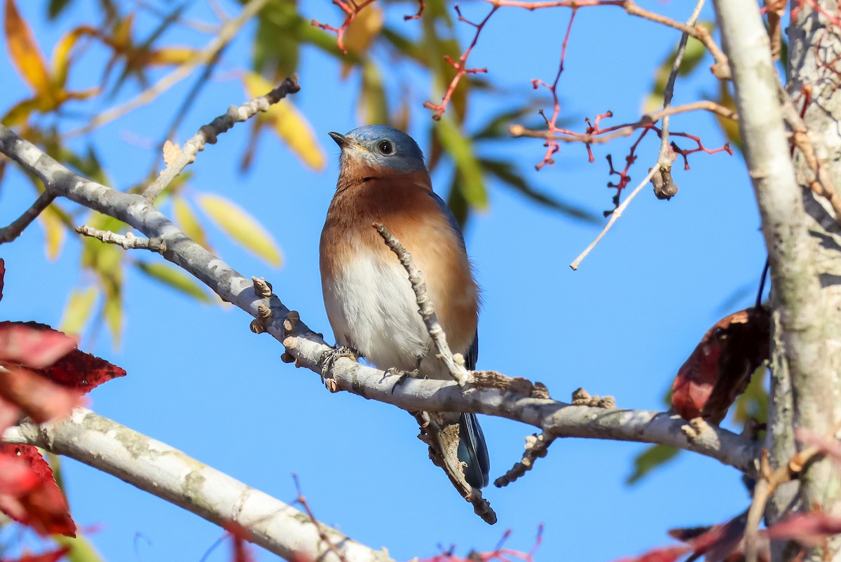 Eastern Bluebird - ML645529150