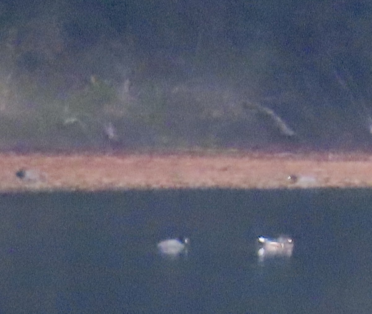 Wood Duck - ML645529151