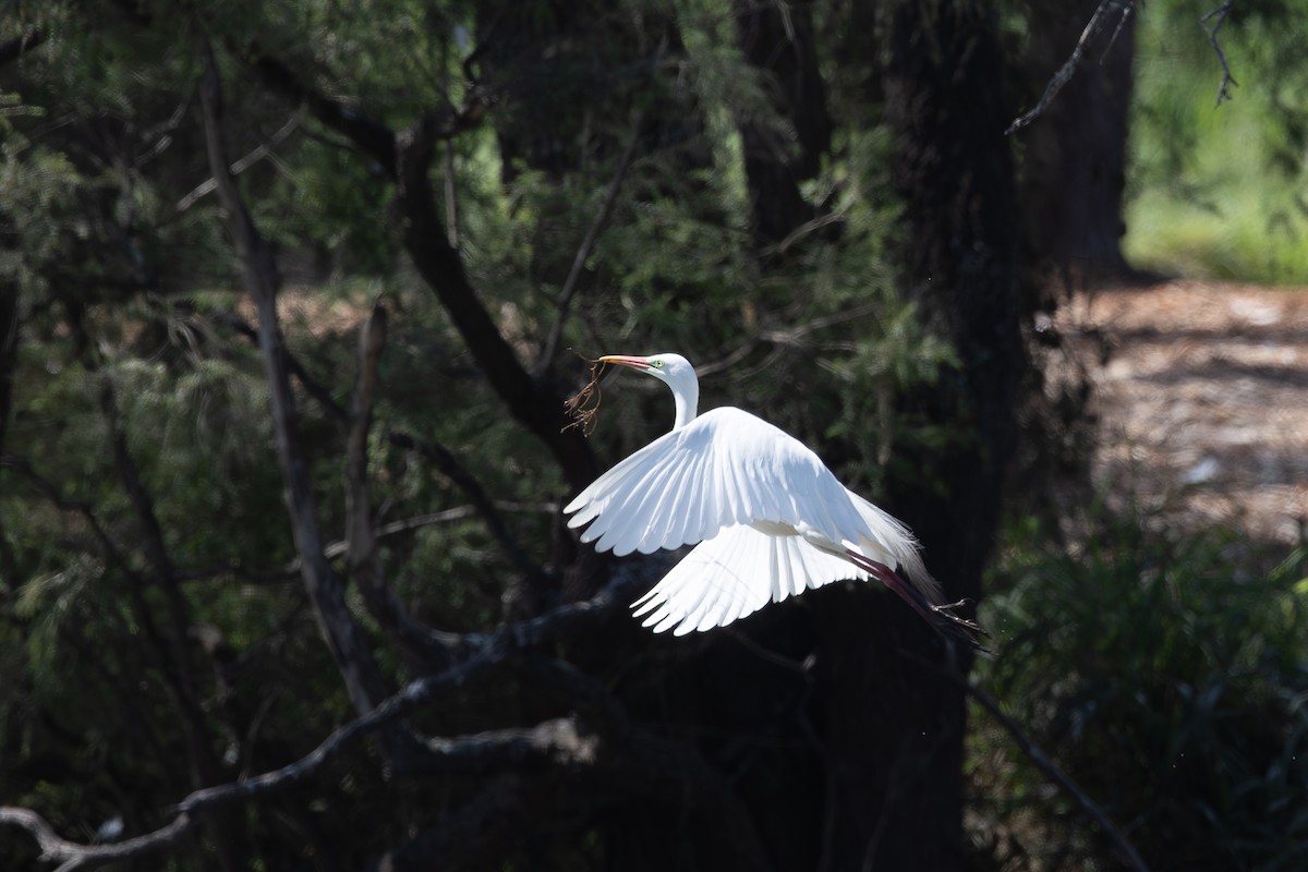 Plumed Egret - ML645529153