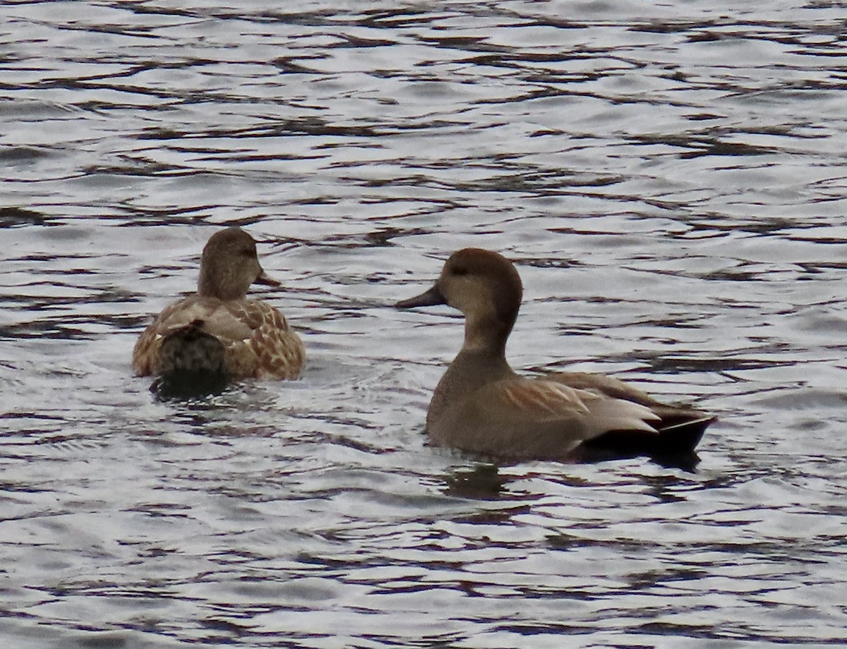 Gadwall - ML645529156