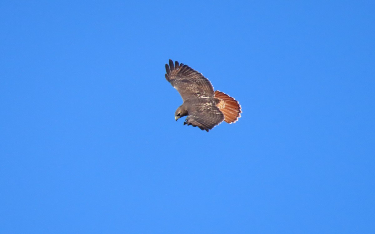 Red-tailed Hawk - ML645529157