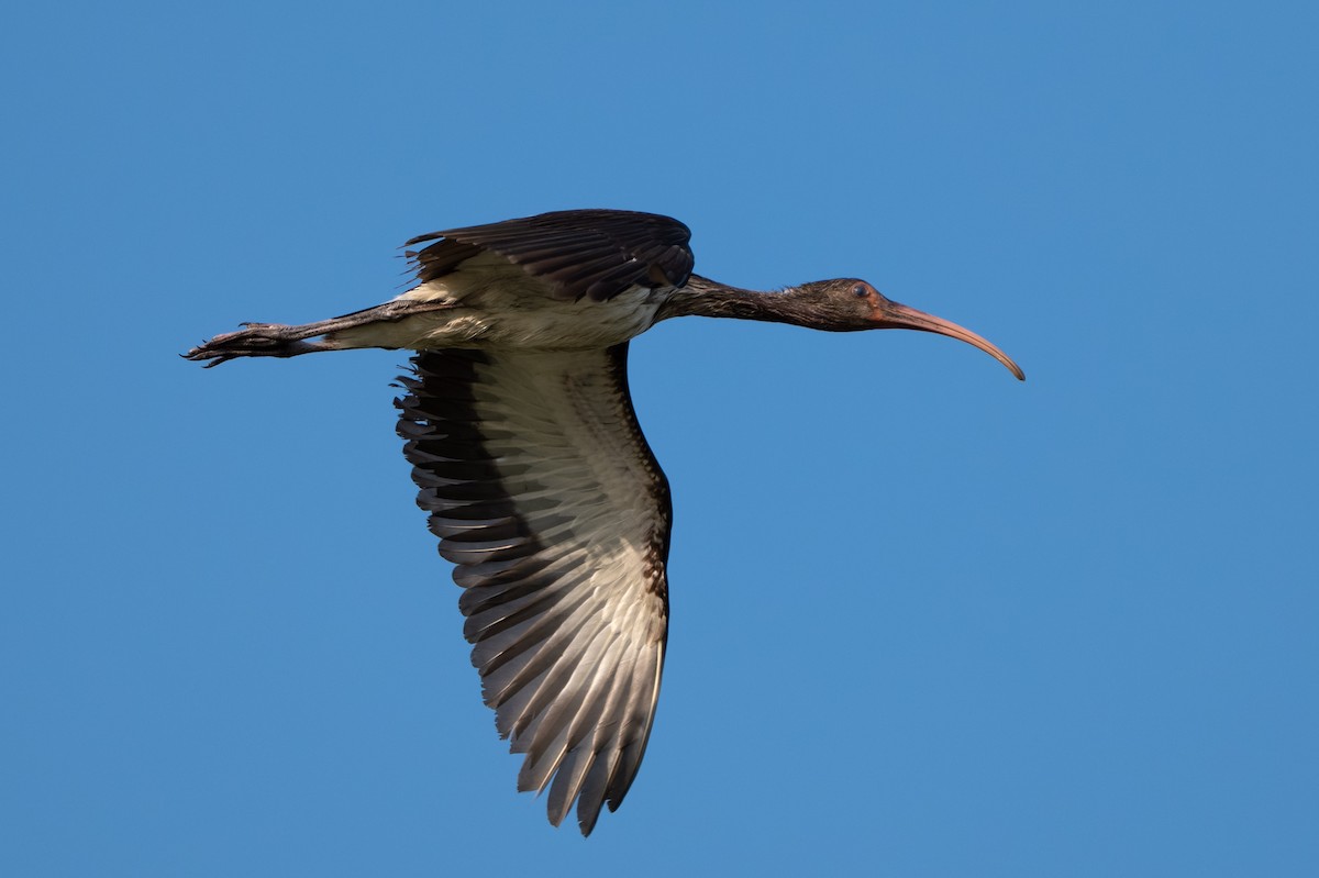 White Ibis - ML645529158