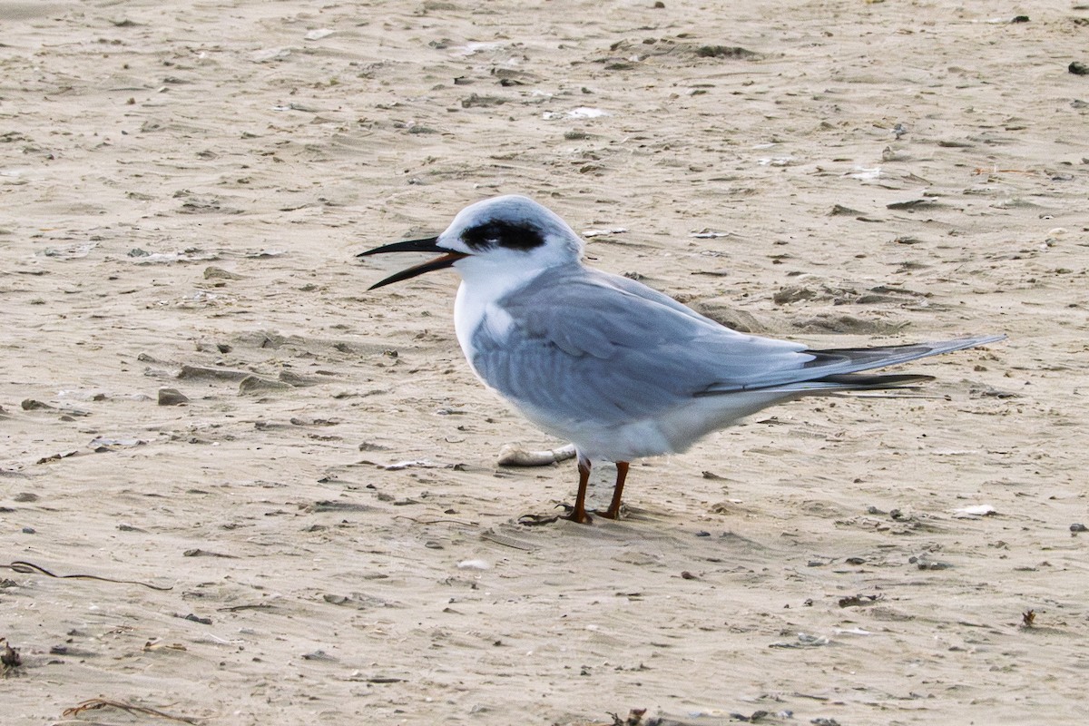 Forster's Tern - ML645529159