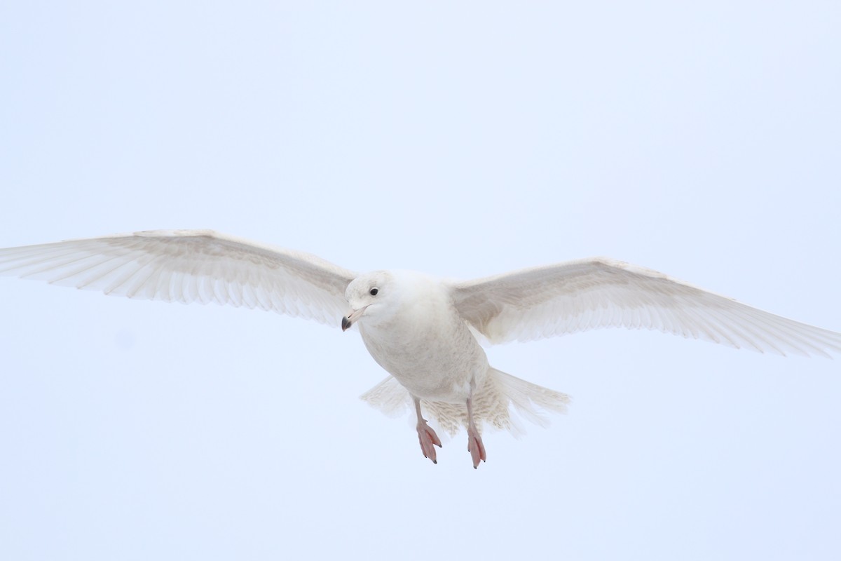 Iceland Gull (kumlieni) - ML645529160