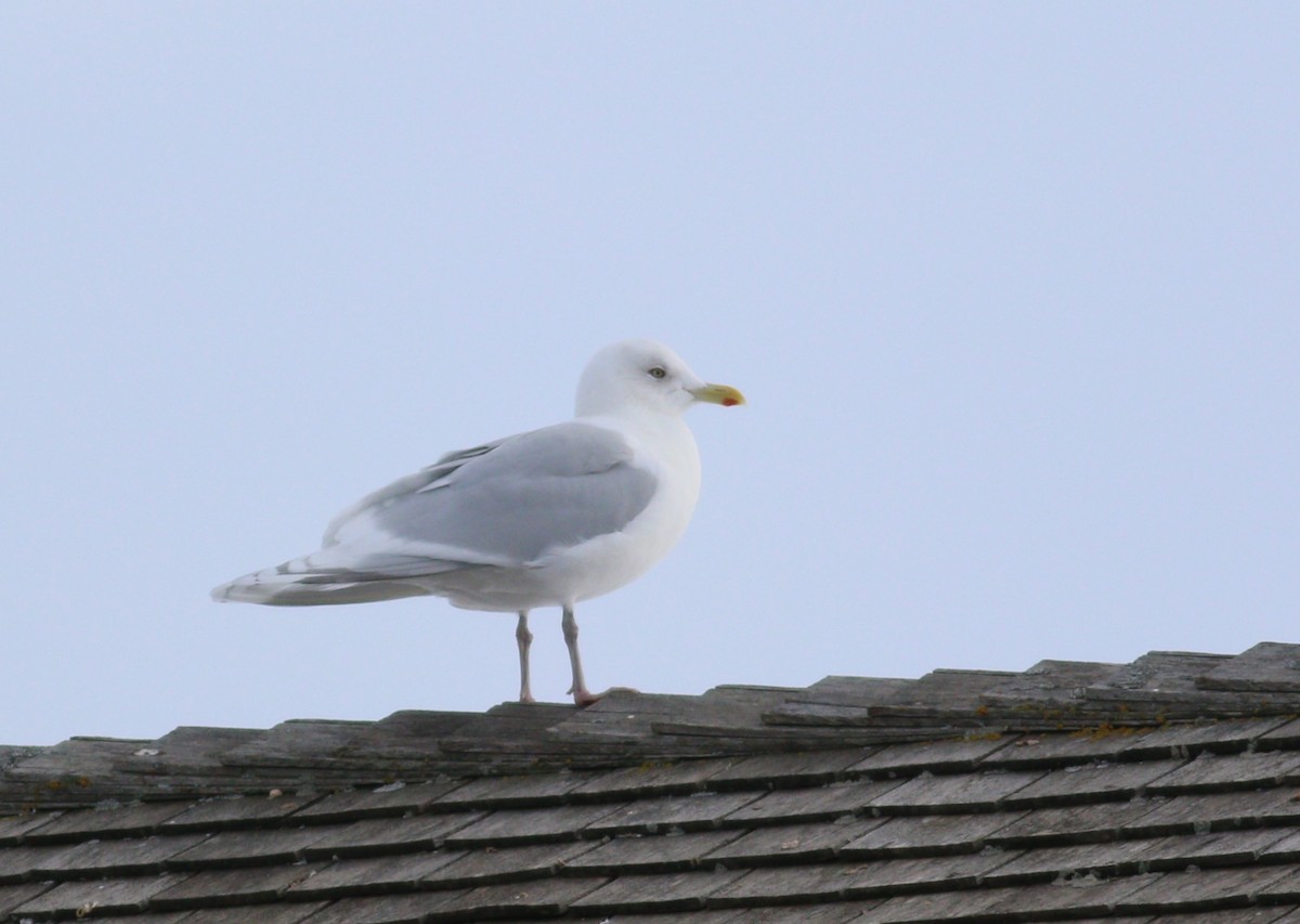 Iceland Gull (kumlieni) - ML645529161