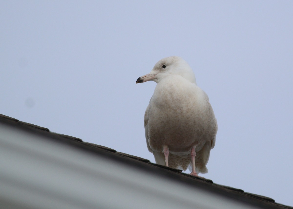 Iceland Gull (kumlieni) - ML645529162
