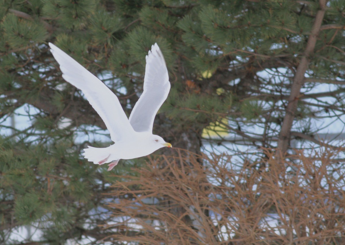 Iceland Gull (kumlieni) - ML645529163