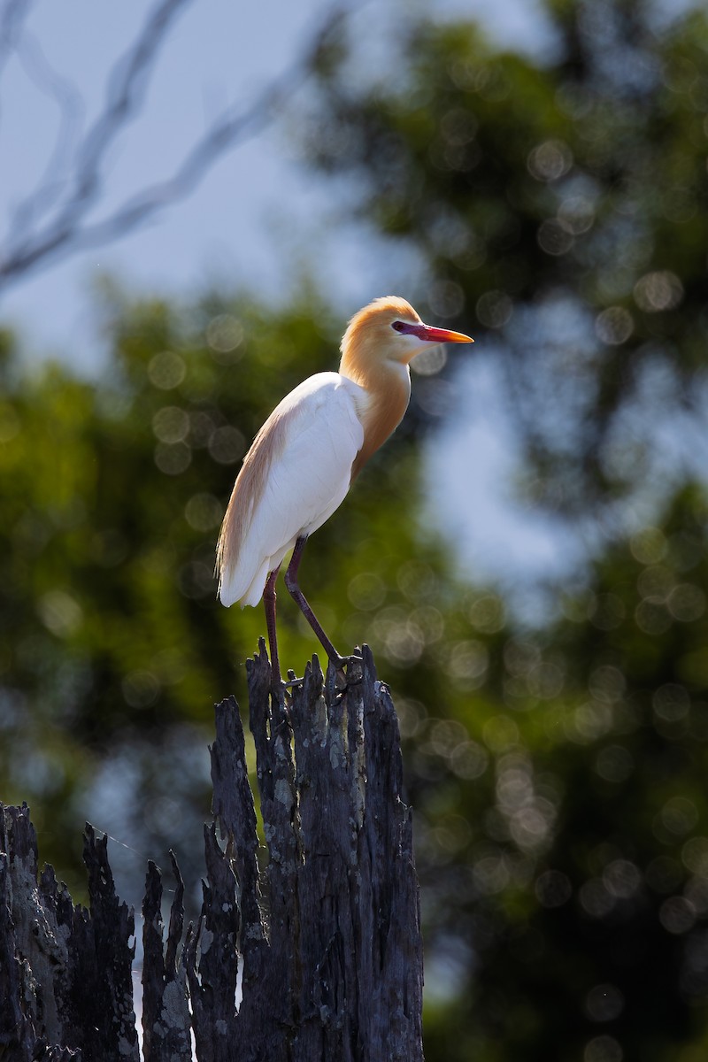 Eastern Cattle-Egret - ML645529164