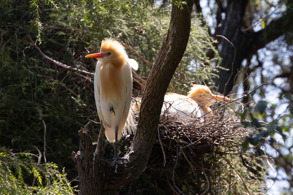 Eastern Cattle-Egret - ML645529165