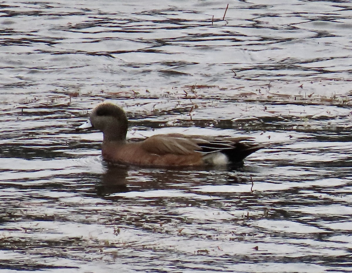 American Wigeon - ML645529166