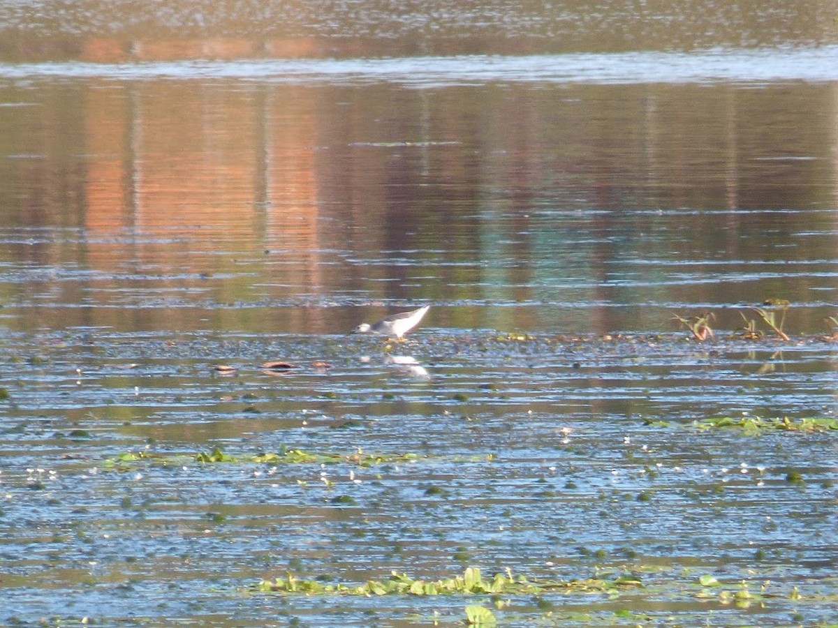 Wilson's Phalarope - ML645529167