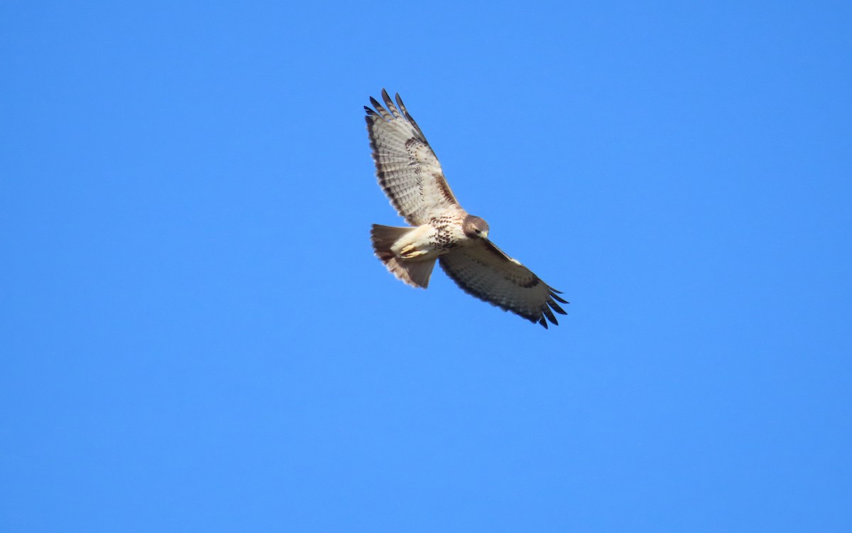 Red-tailed Hawk - ML645529168