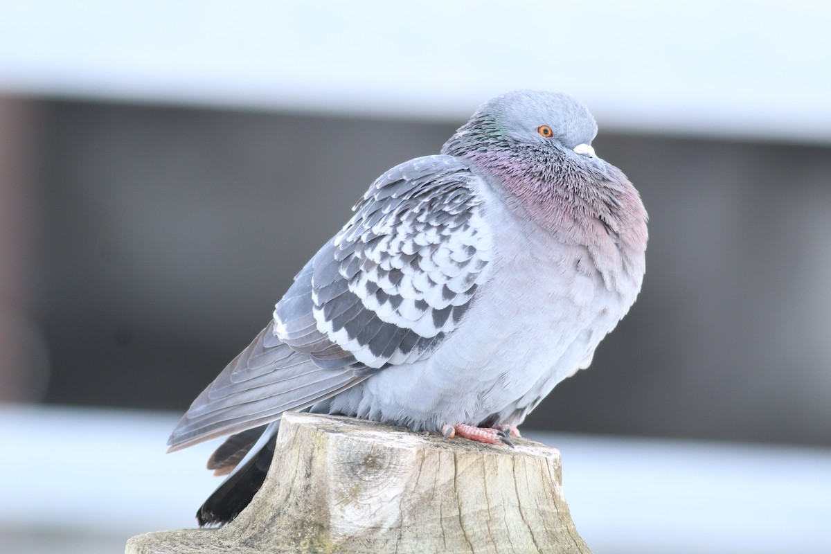 Rock Pigeon (Feral Pigeon) - ML645529170