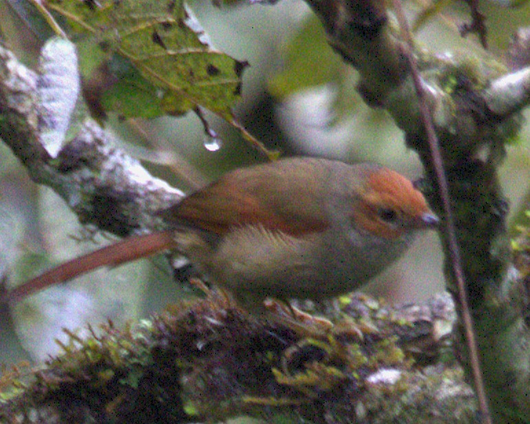 Red-faced Spinetail - ML645529171