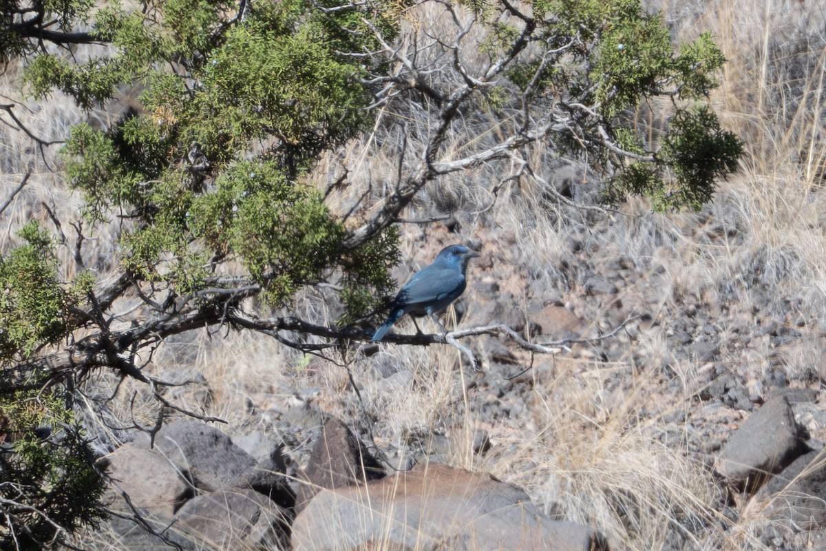 Pinyon Jay - ML645529172