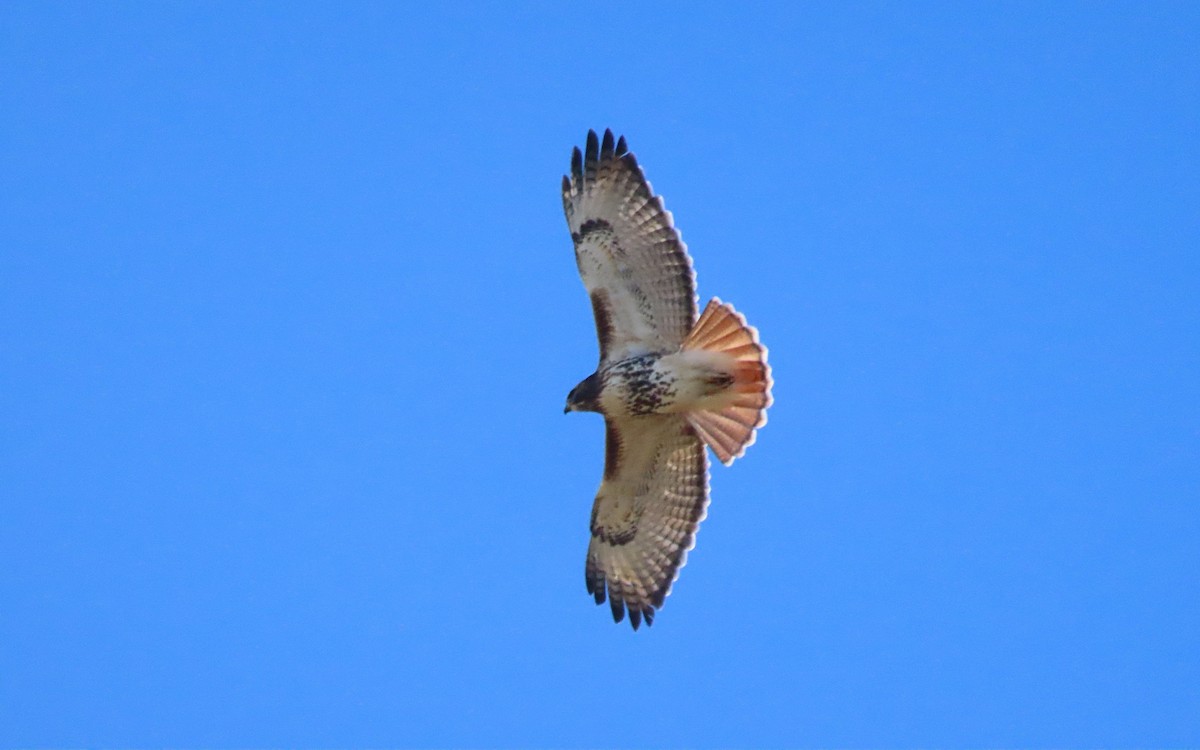Red-tailed Hawk - ML645529173