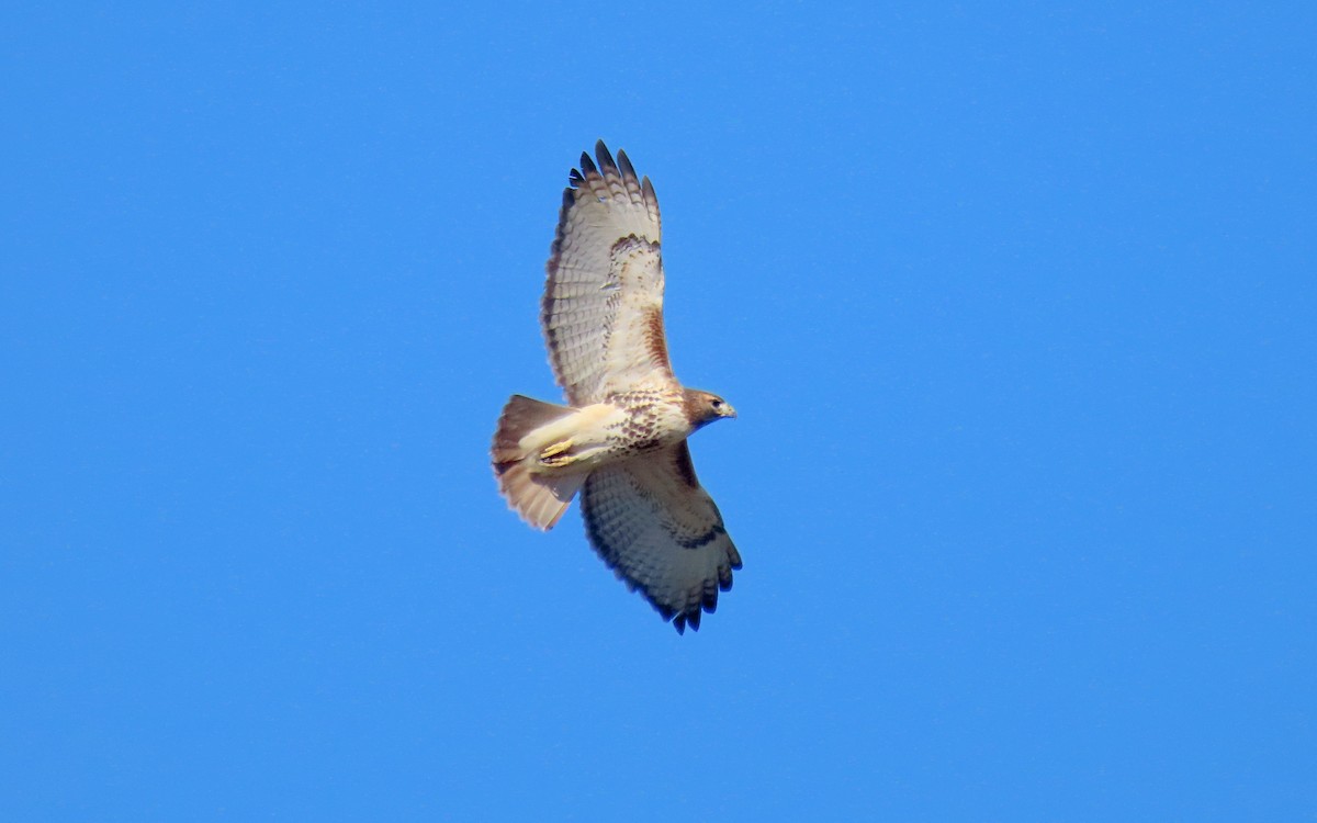 Red-tailed Hawk - ML645529174