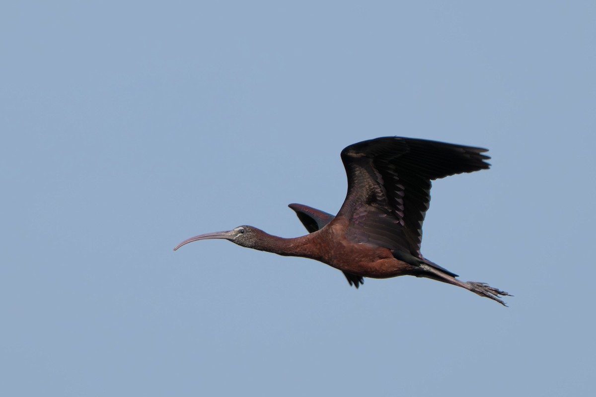 Glossy Ibis - ML645529175