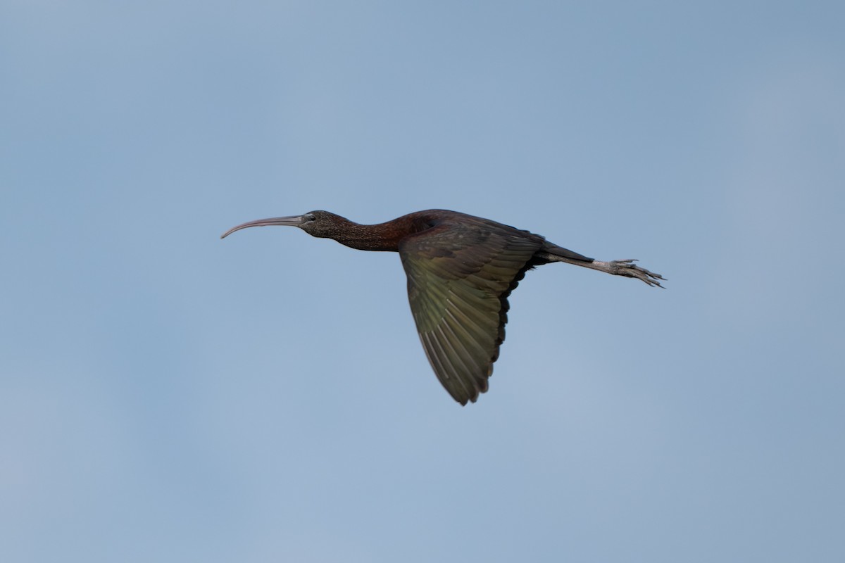 Glossy Ibis - ML645529176
