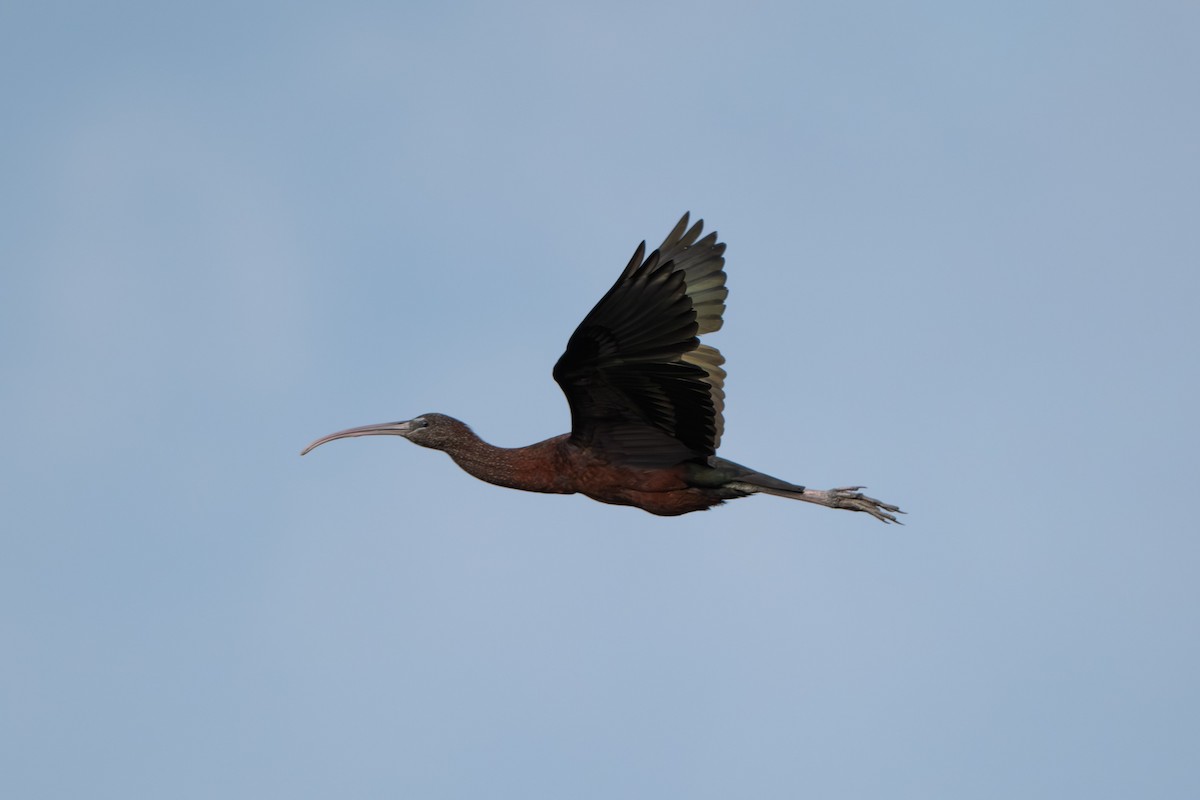 Glossy Ibis - ML645529177