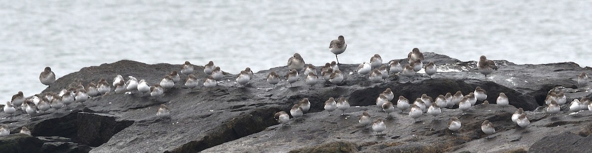 Dunlin - ML645529193