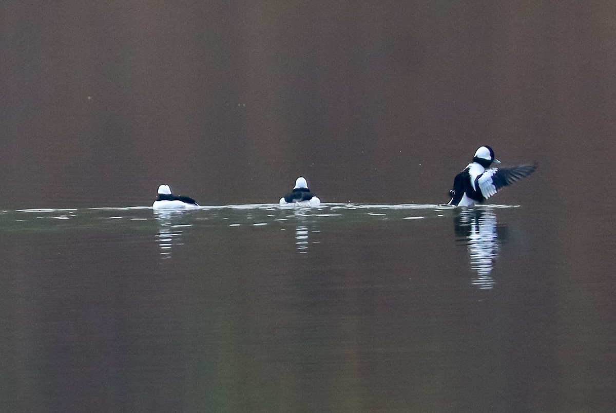 Petit Garrot - ML645529197