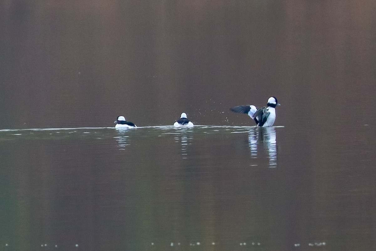 Petit Garrot - ML645529199