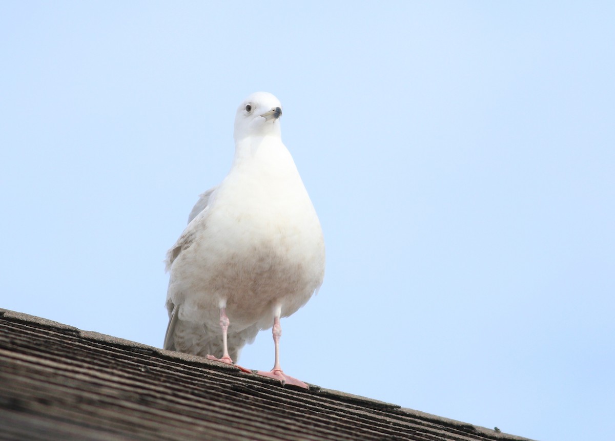 שחף איסלנדי (kumlieni) - ML645529202