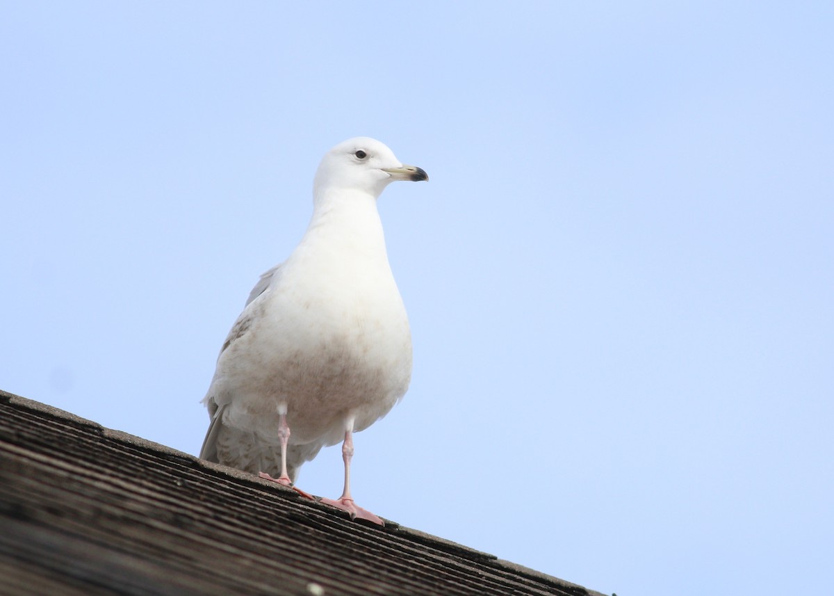 שחף איסלנדי (kumlieni) - ML645529203