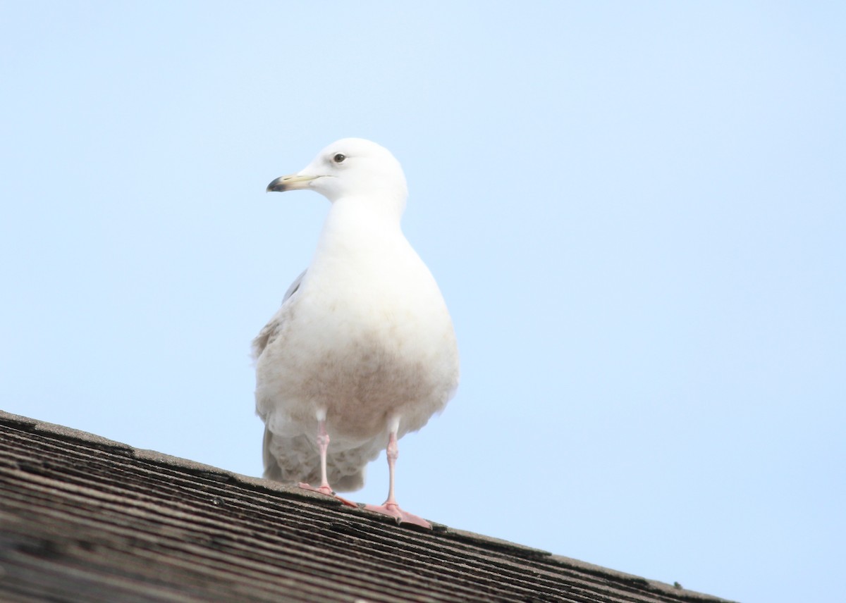 שחף איסלנדי (kumlieni) - ML645529204