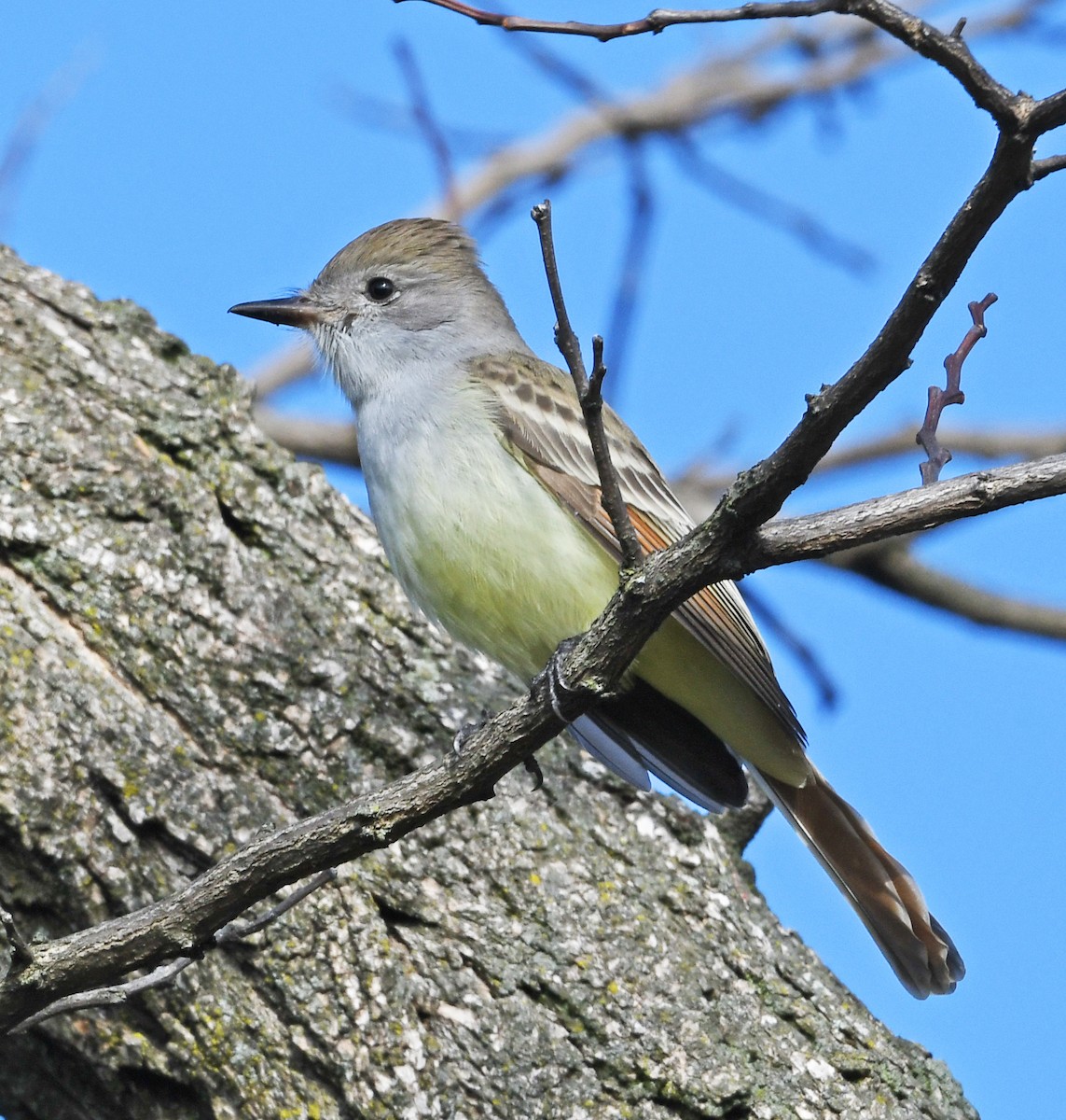 Ash-throated Flycatcher - ML645529205