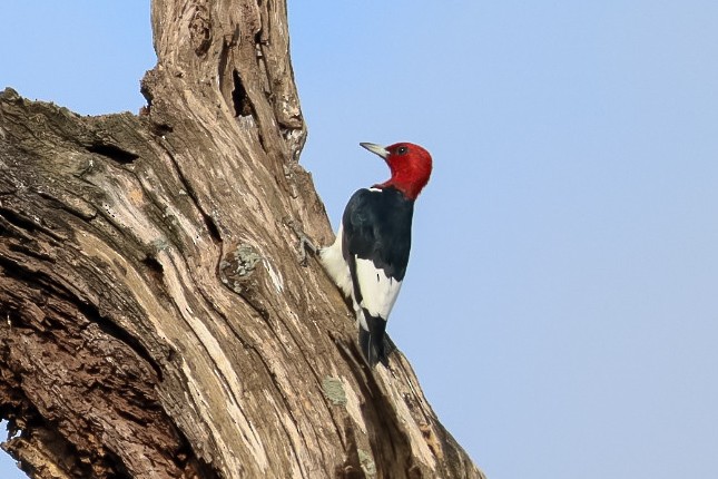Rotkopfspecht - ML645529252