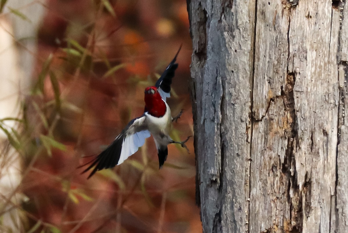 Rotkopfspecht - ML645529253