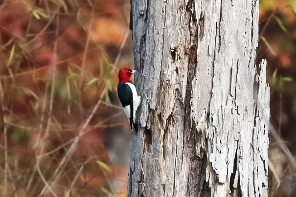 Rotkopfspecht - ML645529254