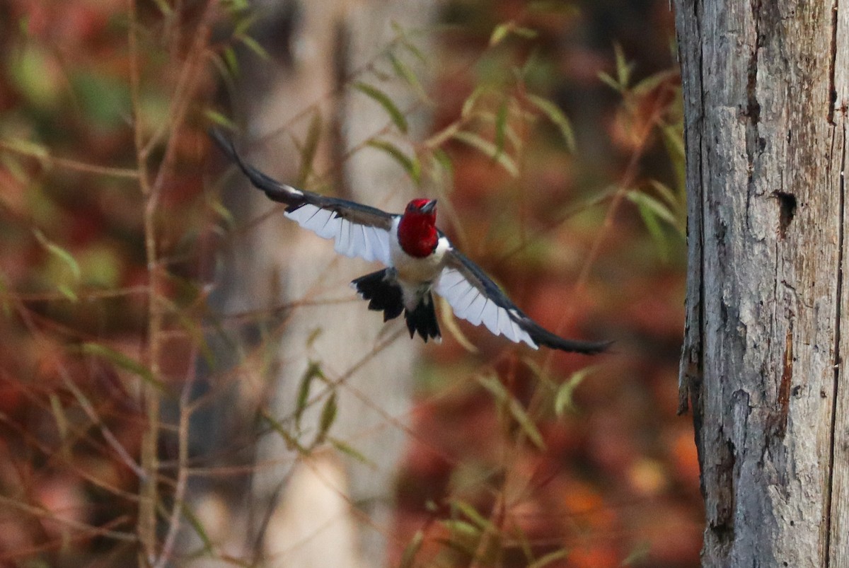 Rotkopfspecht - ML645529255