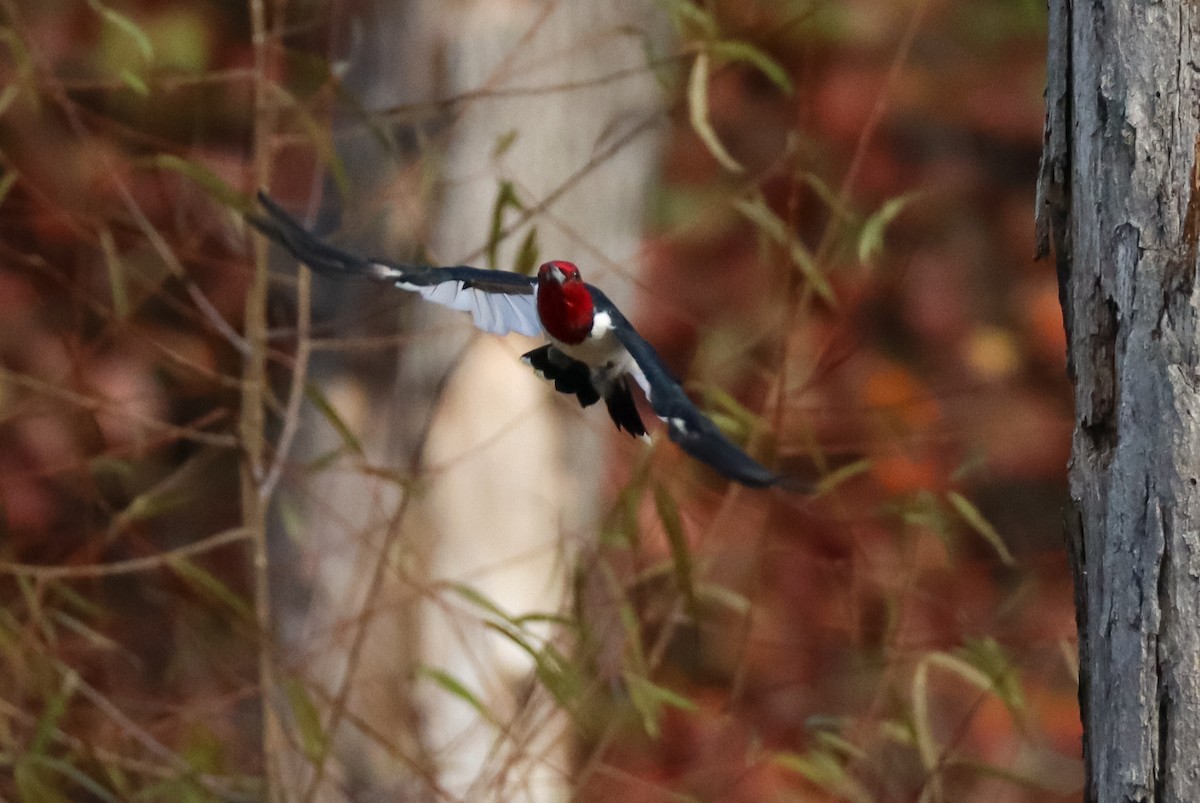 Rotkopfspecht - ML645529256