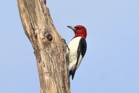 Rotkopfspecht - ML645529257