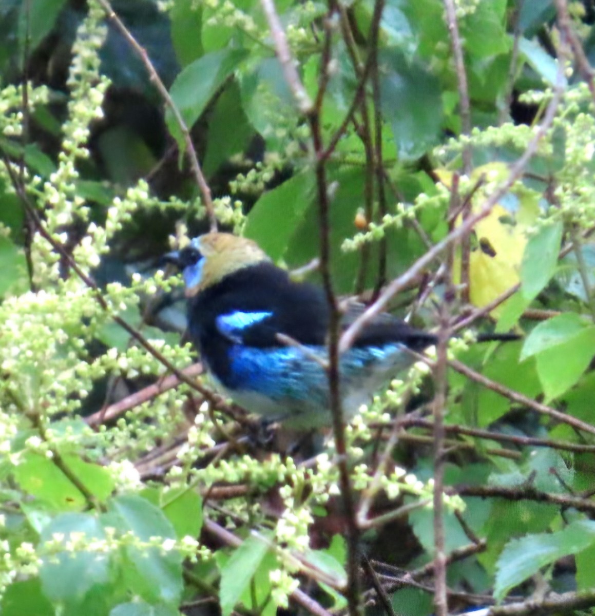 Goldscheiteltangare - ML645529259