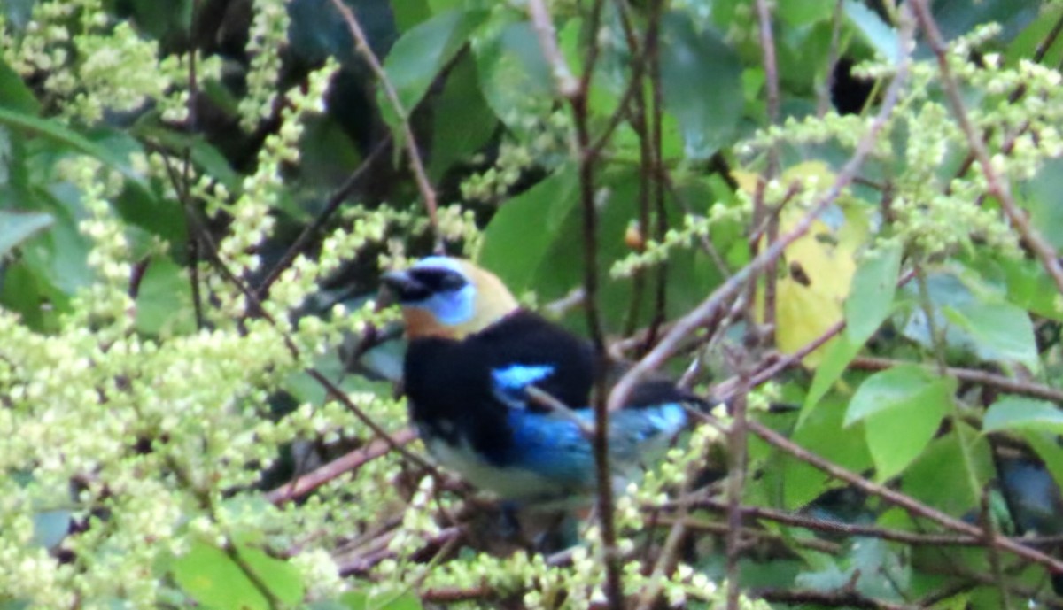 Goldscheiteltangare - ML645529260