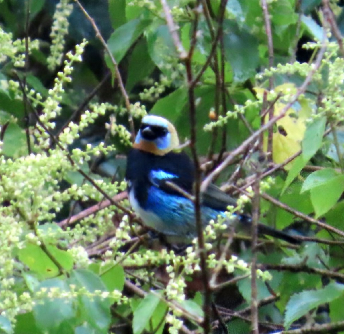 Goldscheiteltangare - ML645529261