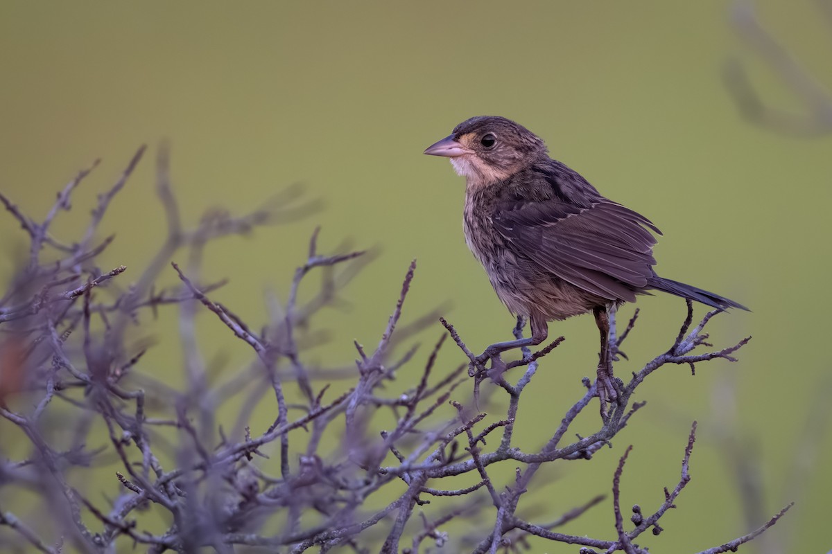 Strandammer - ML645529263