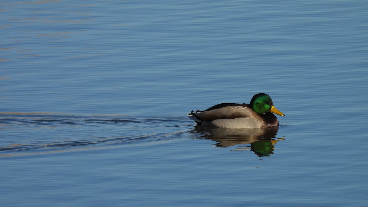 Stockente - ML645529264