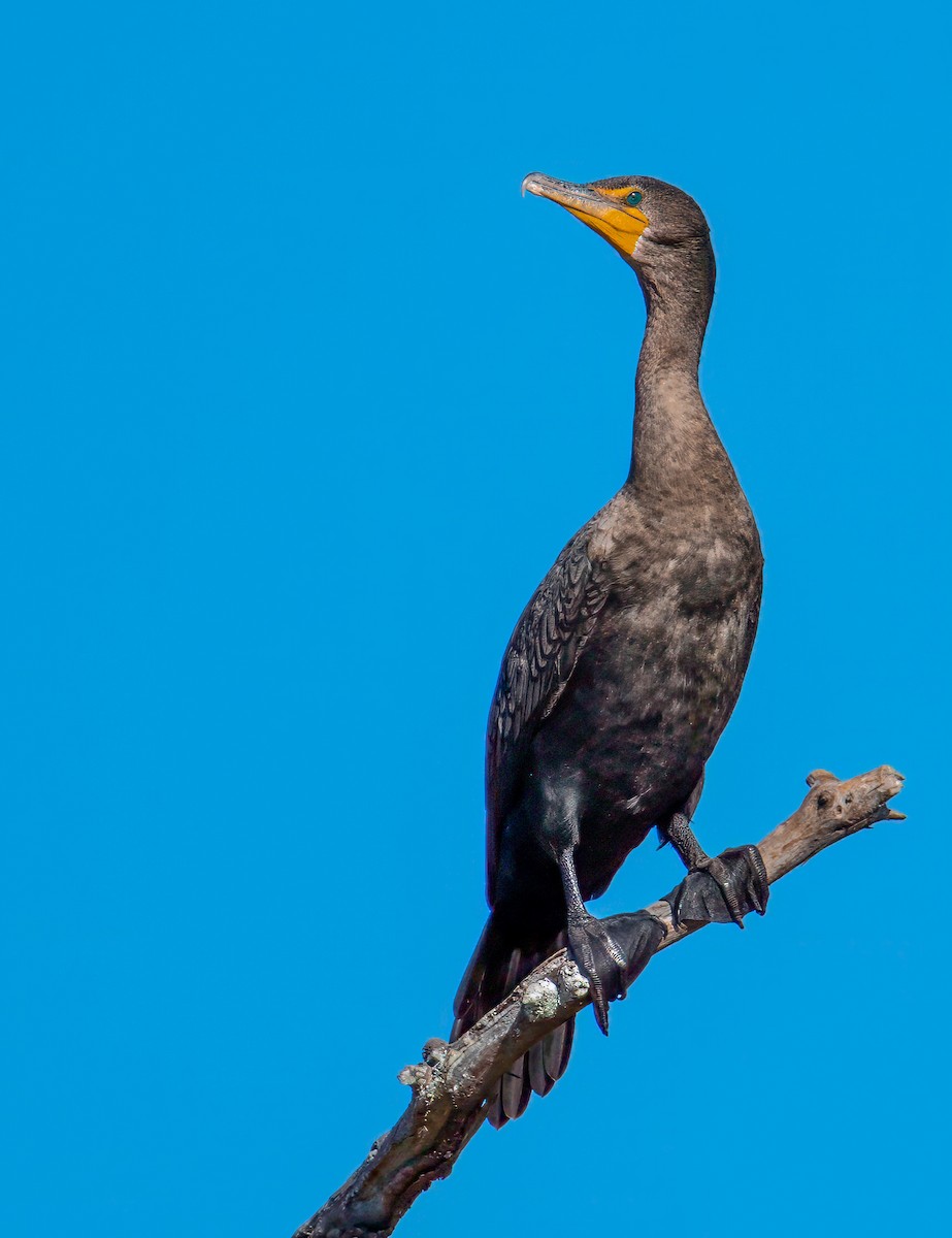 Ohrenscharbe - ML645529265